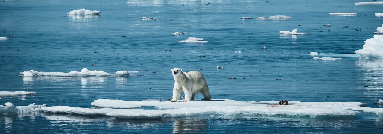 polar bear in Manitoba