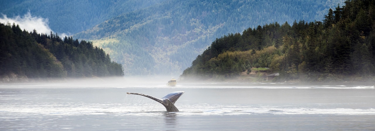 humpback whale fluke great bear rainforest