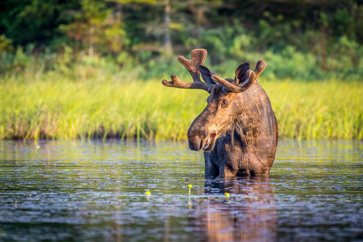 moose