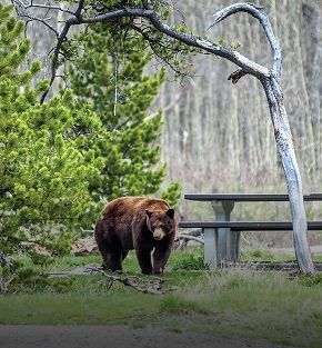 canada wildlife vanxouver island holiday canada wildlife vanxouver island holiday