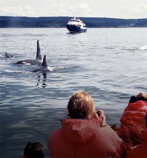 pacific rim whales and bears pacific rim whales and bears