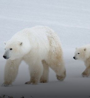 polar bear expedition holiday polar bear expedition holiday