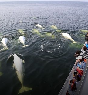 arctic summer adventure arctic summer adventure