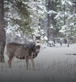 canada winter rail crossing canada winter rail crossing