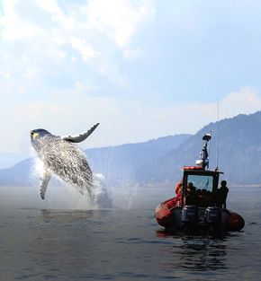 quebec wild holiday quebec wild holiday