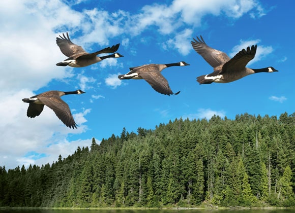 Early birds fly for less