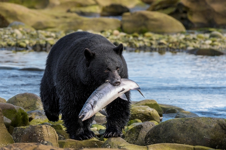 wildlife holidays in canada