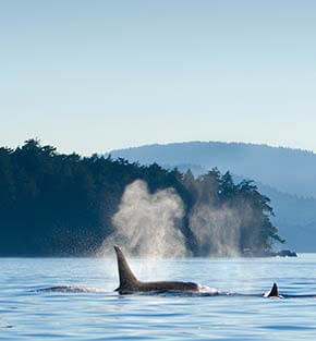 whales near Victoria