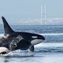 orca in vancouver