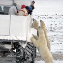 polar bear watching in Canada
