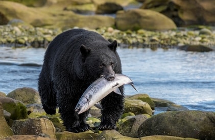 coastal black bear