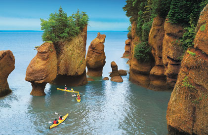 bay of fundy whales