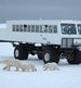 Great White Bear Tours