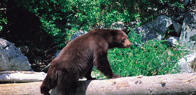 Bear watching tours