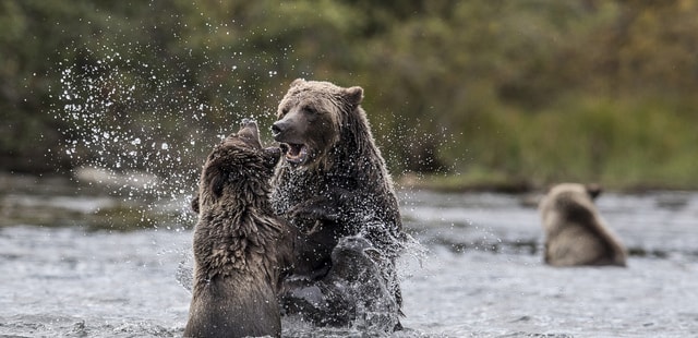 Grizzlies fighting