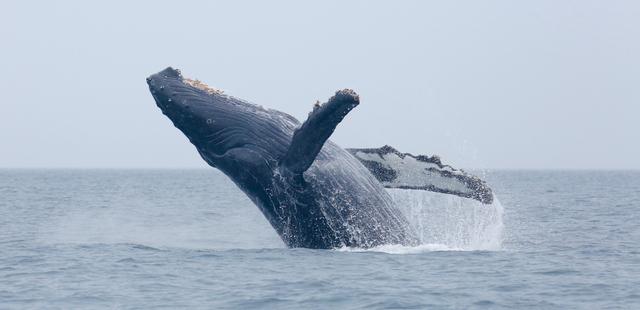 Humpback whale