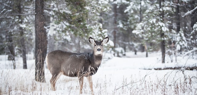 Wildlife spotting in Banff National Park