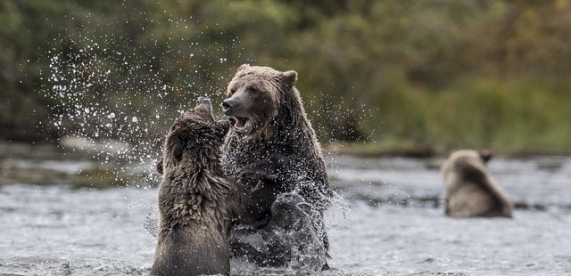 Bear watching