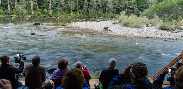 Safe grizzly viewing in the wild