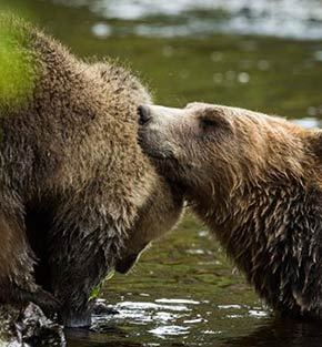 Grizzly bears