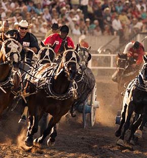 Calgary Stampede