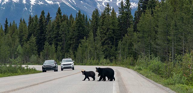 Black bears