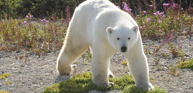 Bear in summer