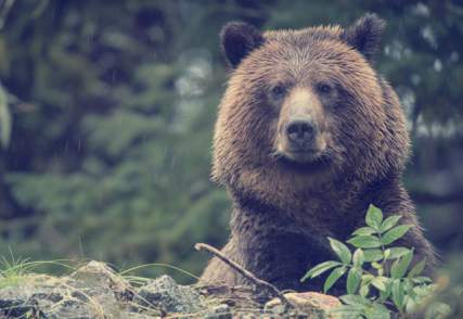 Wildlife holidays to Canada